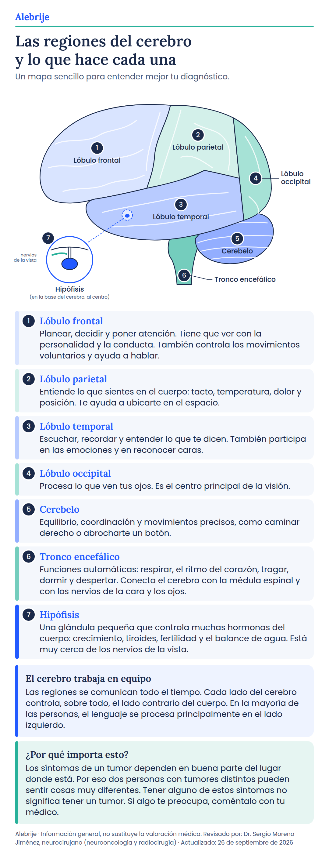 Ilustración de un cerebro visto de lado con siete regiones numeradas: lóbulos frontal, parietal, temporal y occipital, cerebelo, tronco encefálico e hipófisis, y lo que hace cada una.